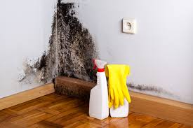 Best Environmental Consulting for Mold Prevention  in USA